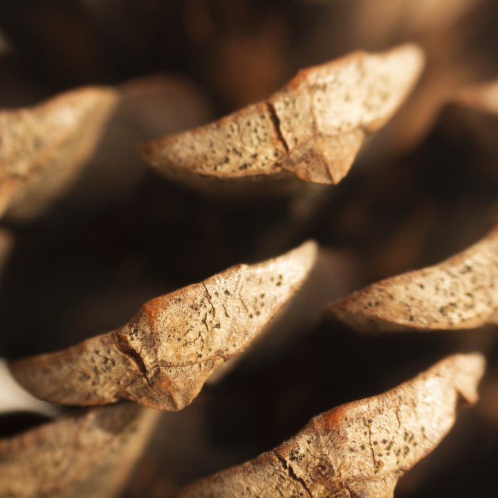 Pineapple cone close-up